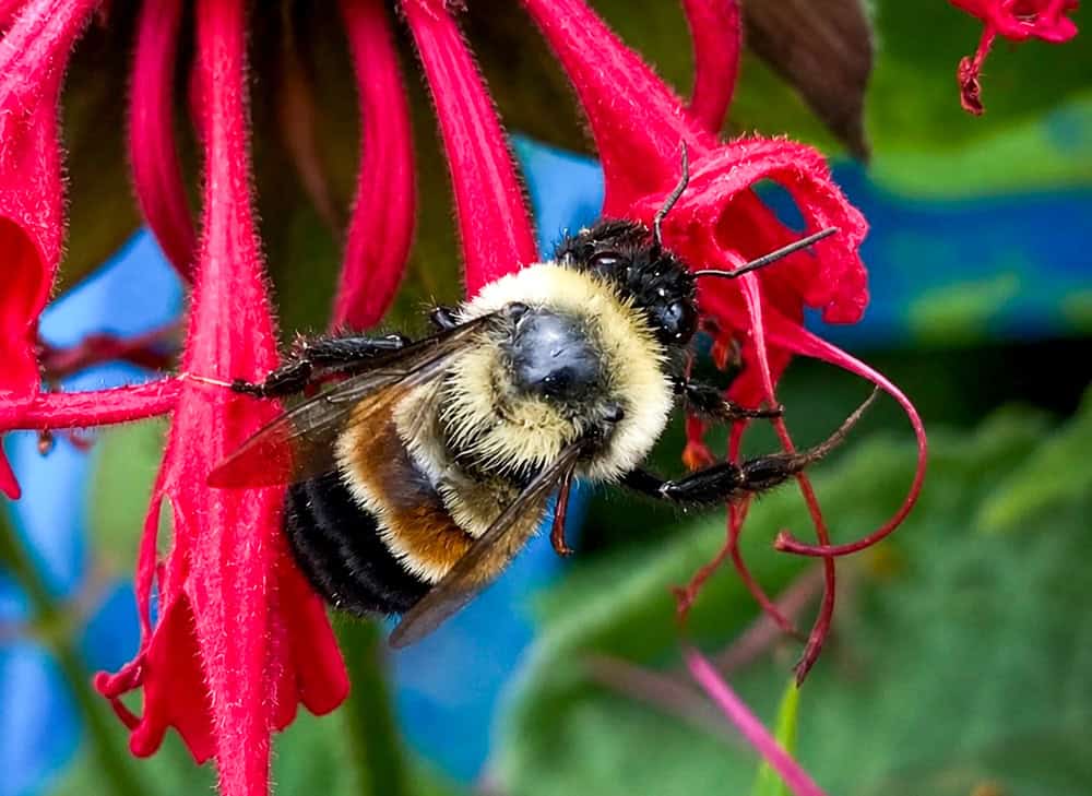 Rusty Patched Bumble Bee on red flower