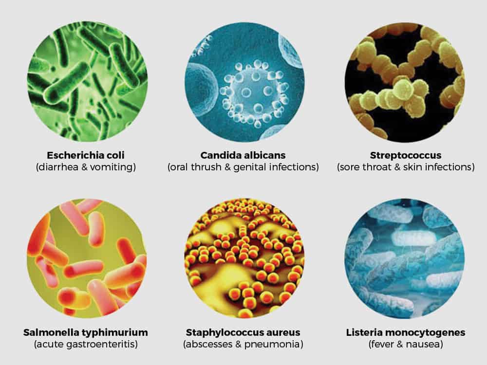 toilet germs and bacteria - escherichia coli, candida albicans, streptococcus, salmonella typhimurium, staphylococcus aureus, listeria monocytogenes