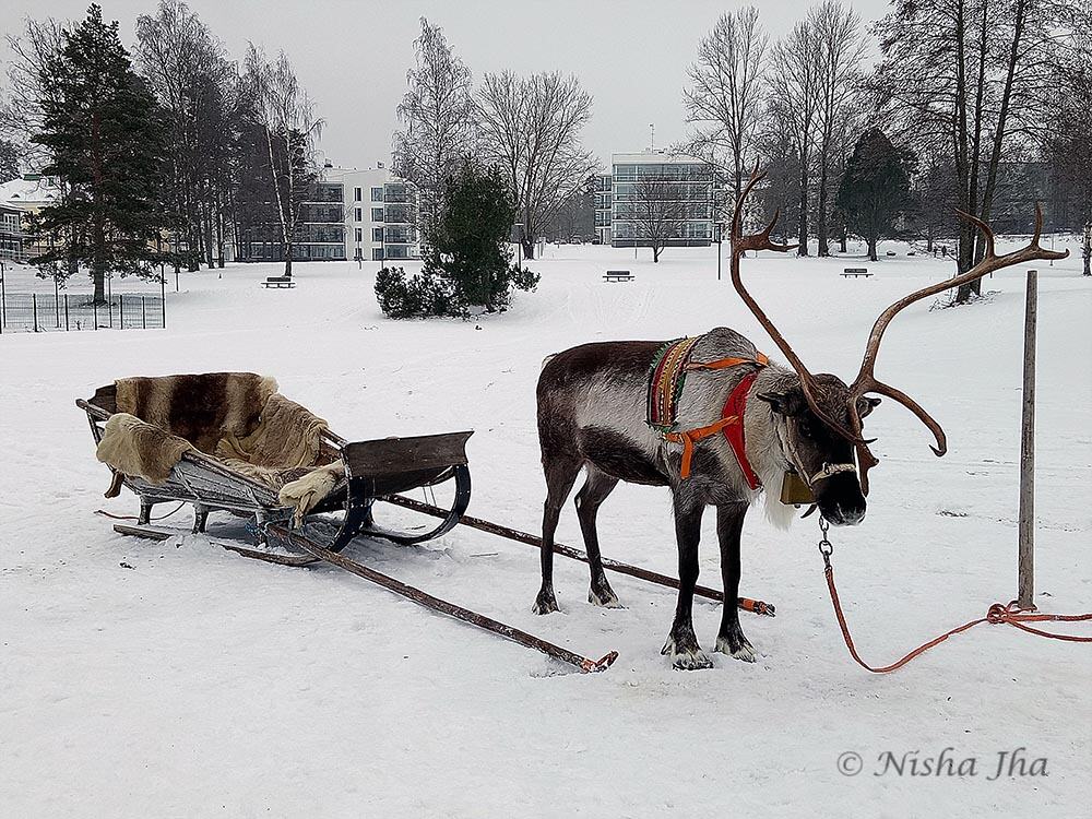 Quest for Northern Lights in Lapland 3 things activities saariselka lapland reindeer safari @ lemonicks.com
