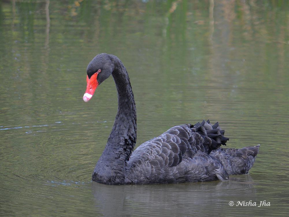 Black swan in mauritius @www.lemonicks.com