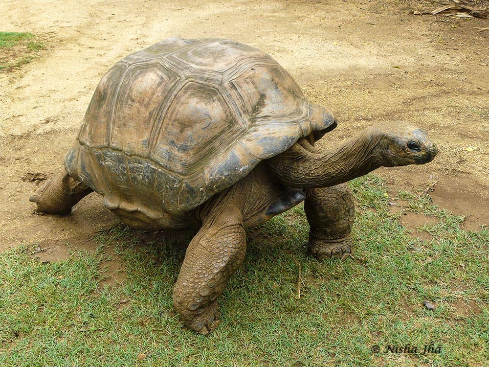 wildlife in mauritius @www.lemonicks.com