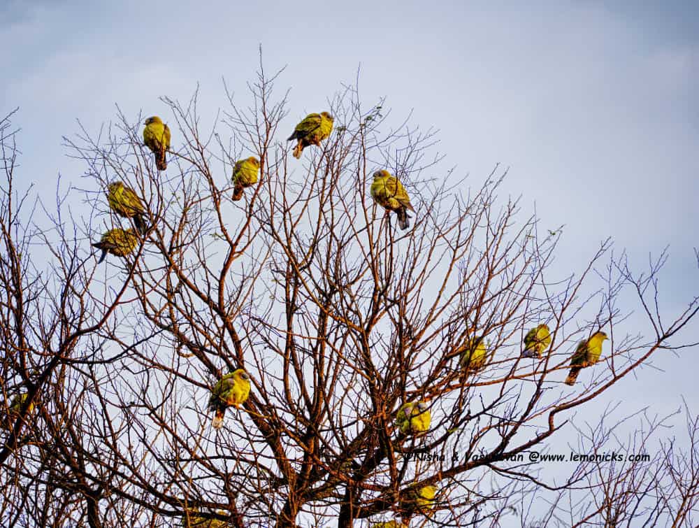 bird watching at kuno national park @www.lemonicks.com