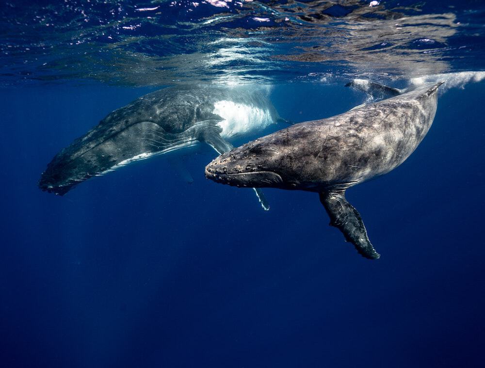 Gray whales migrating off San Diego coast during winter whale watching season