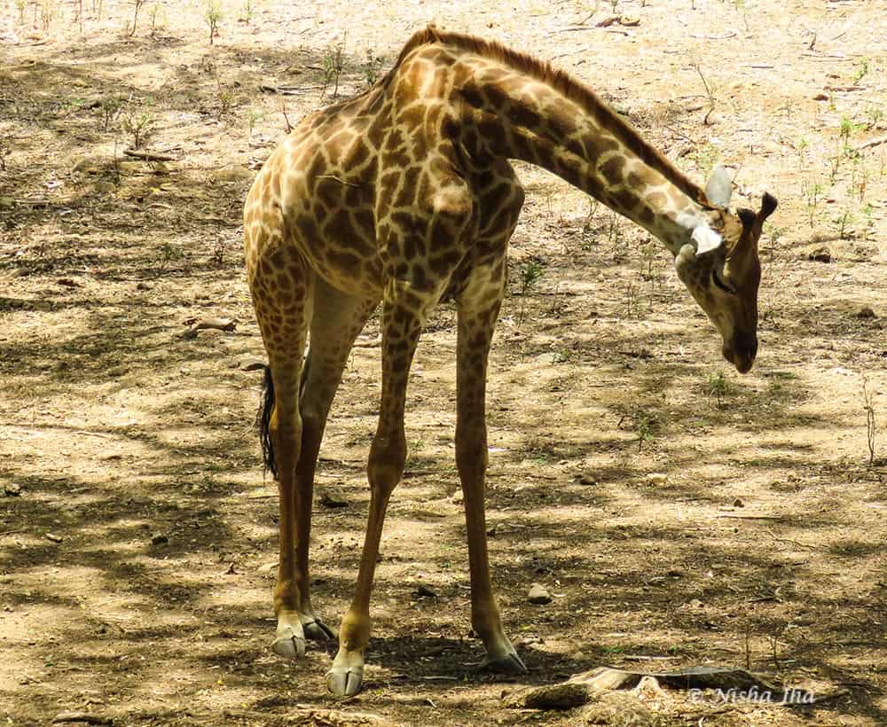 wildlife in mauritius @www.lemonicks.com