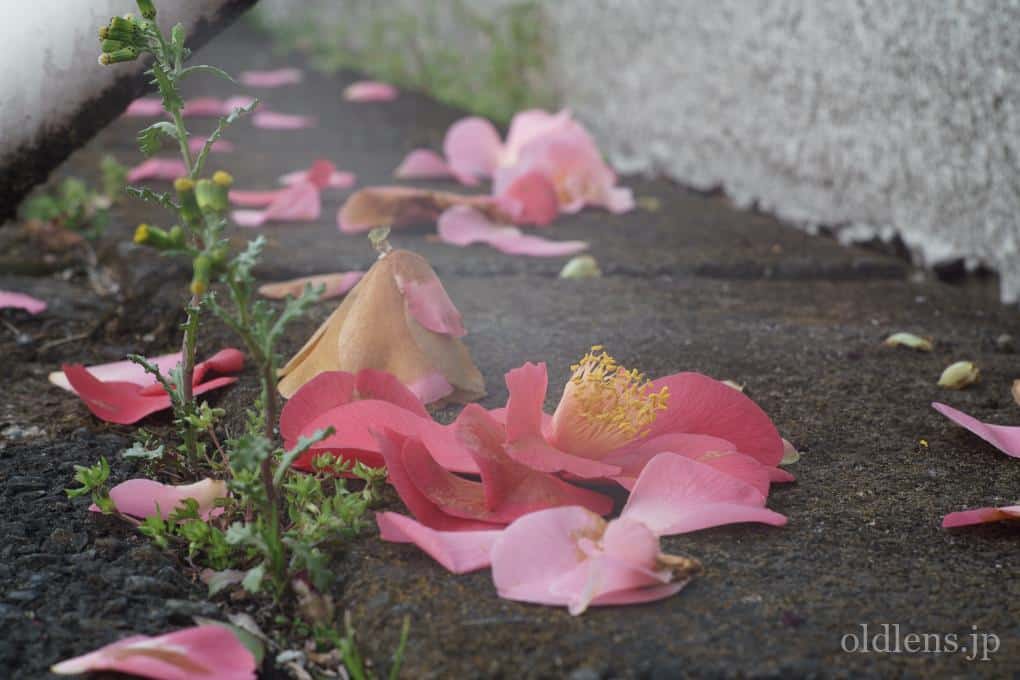FUJINON 55mm F1.8 初期型 【光学美品】 FUJINON 55mm F1.8（初期型）／作例 #1 “あの頃”を感じる