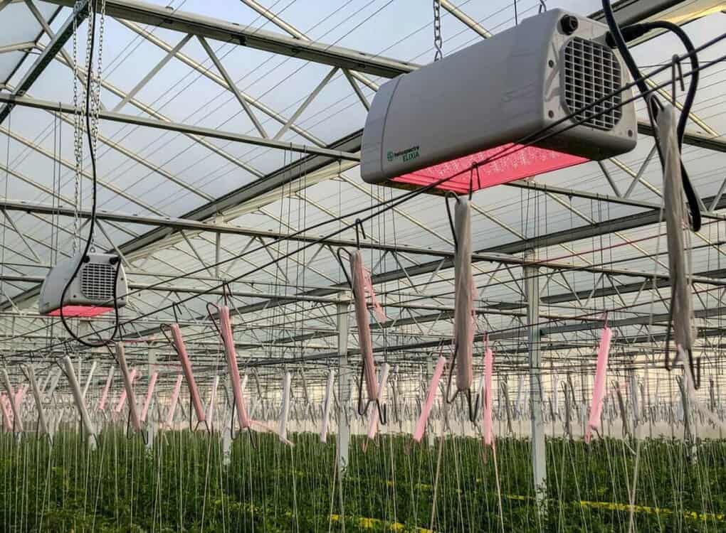 Elixia over tomatoes