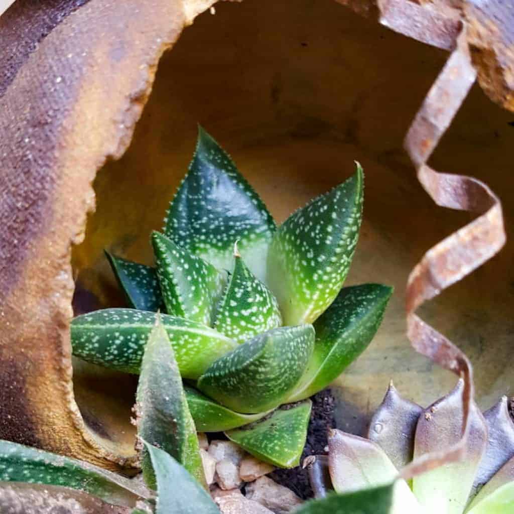 Add a few tendrils cut from the ceiling tile to the stained concrete planter #concreteplanter #concretepumpkin #stainedconcrete #concreteDIY #acraftymix #howtotutorial #succulentplanter #cementplanter