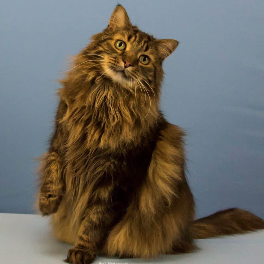 brown tabby norwegian forest cat on blue background