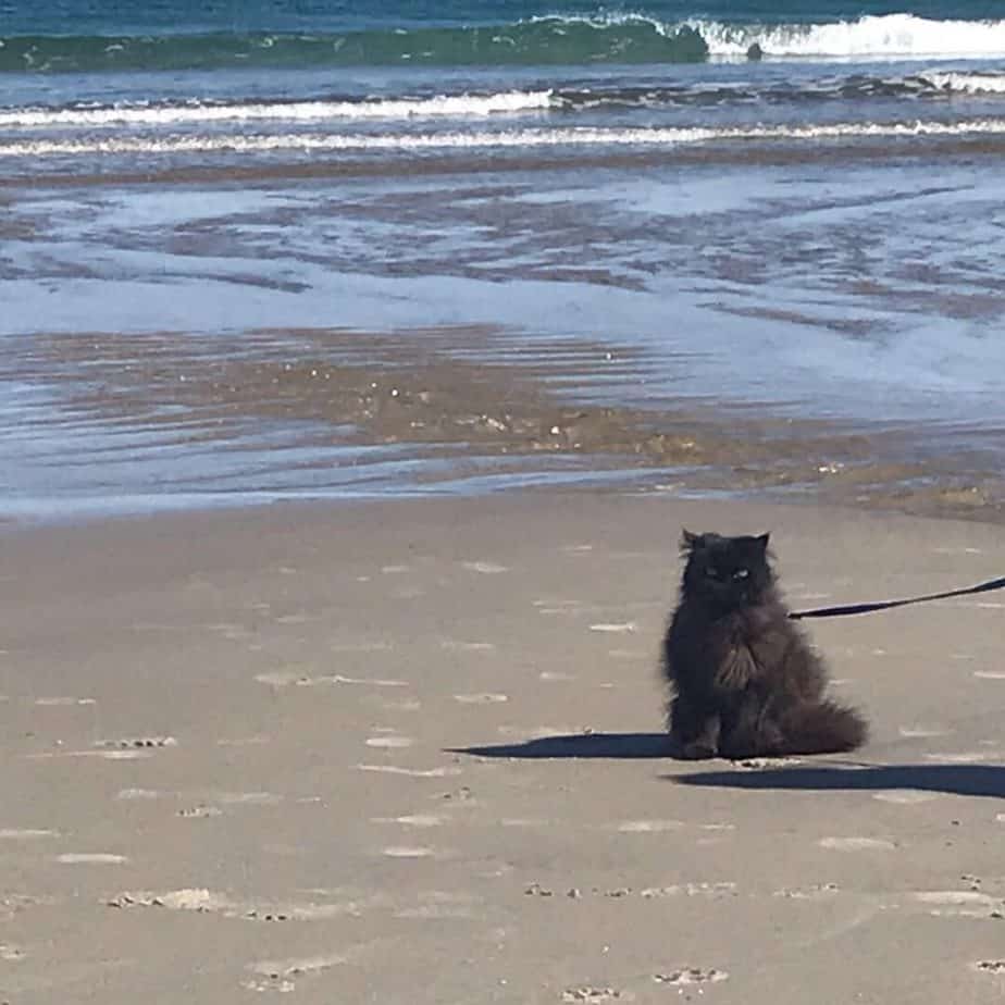Persian cat at the beach for a fun fall activity. 