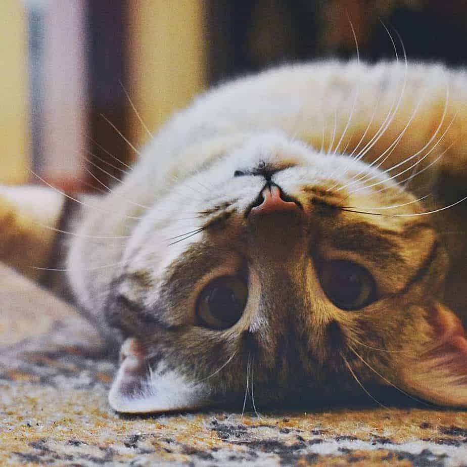 brown tabby rolling on the rug