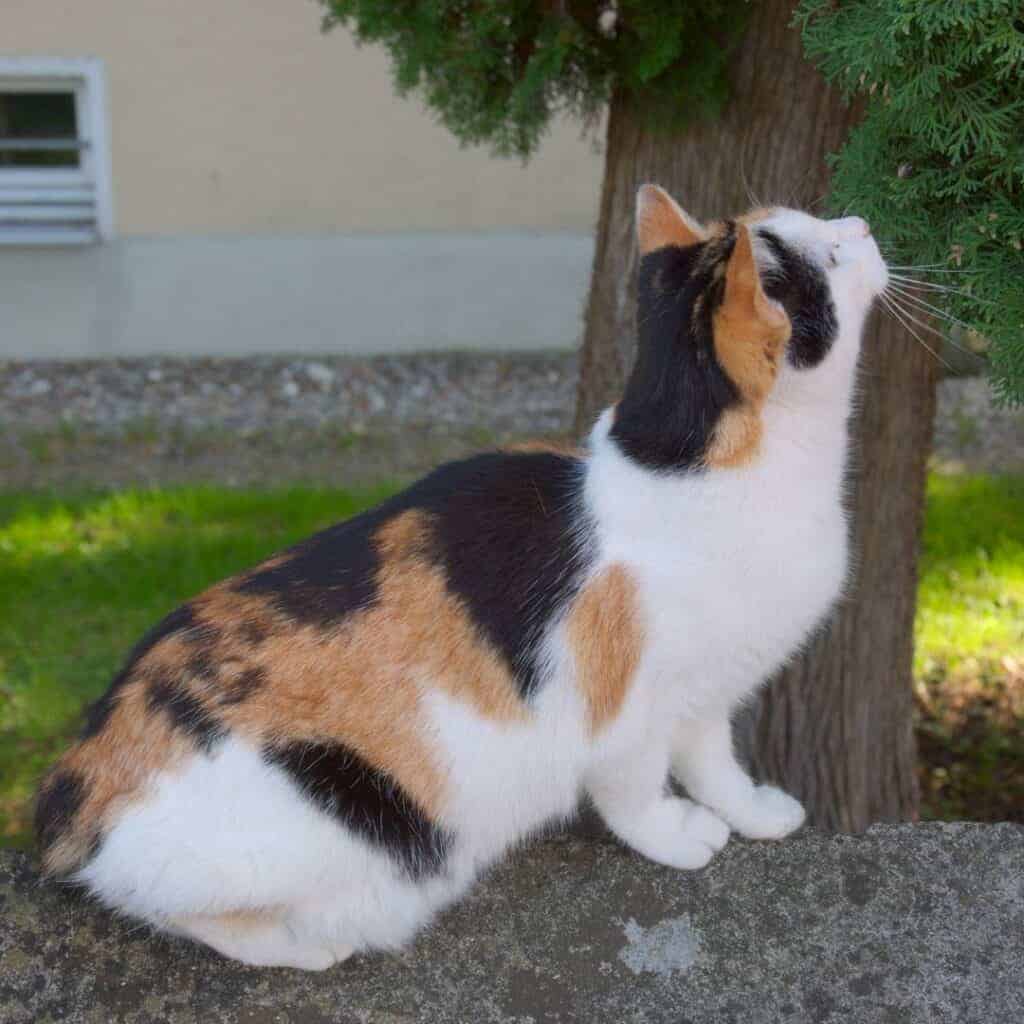 Keep Your Cat Safe in the Summer: Hot Weather Hazards for Cats 3 calico cat rubbing against a juniper tree