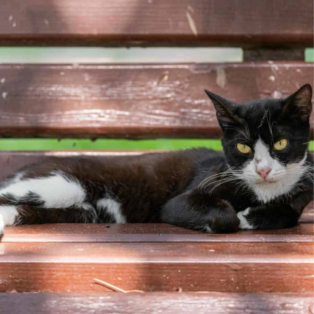 Keep Your Cat Safe in the Summer: Hot Weather Hazards for Cats 4 black and white cat relaxing on a red bench