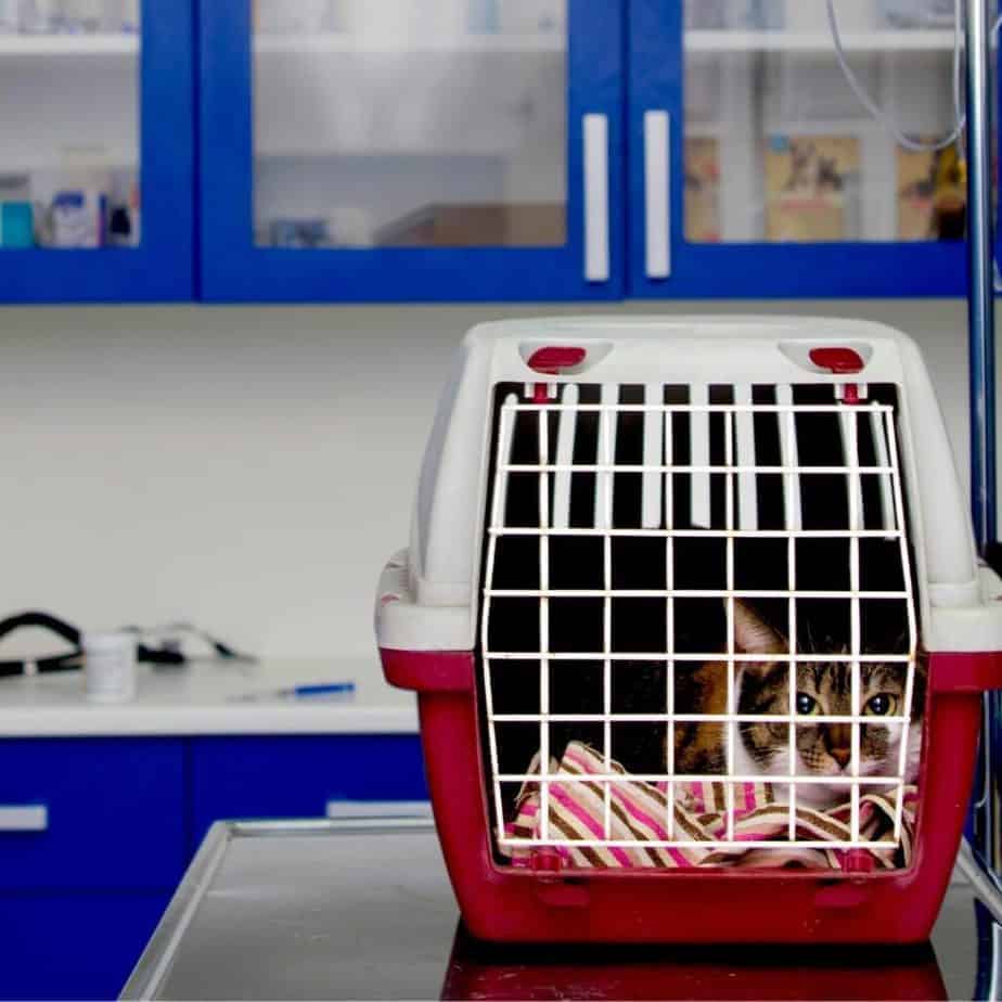Kitty at the vet in a red and white carrier