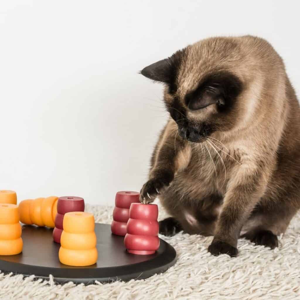 siamese cat playing with a puzzle toy to keep his mind sharp