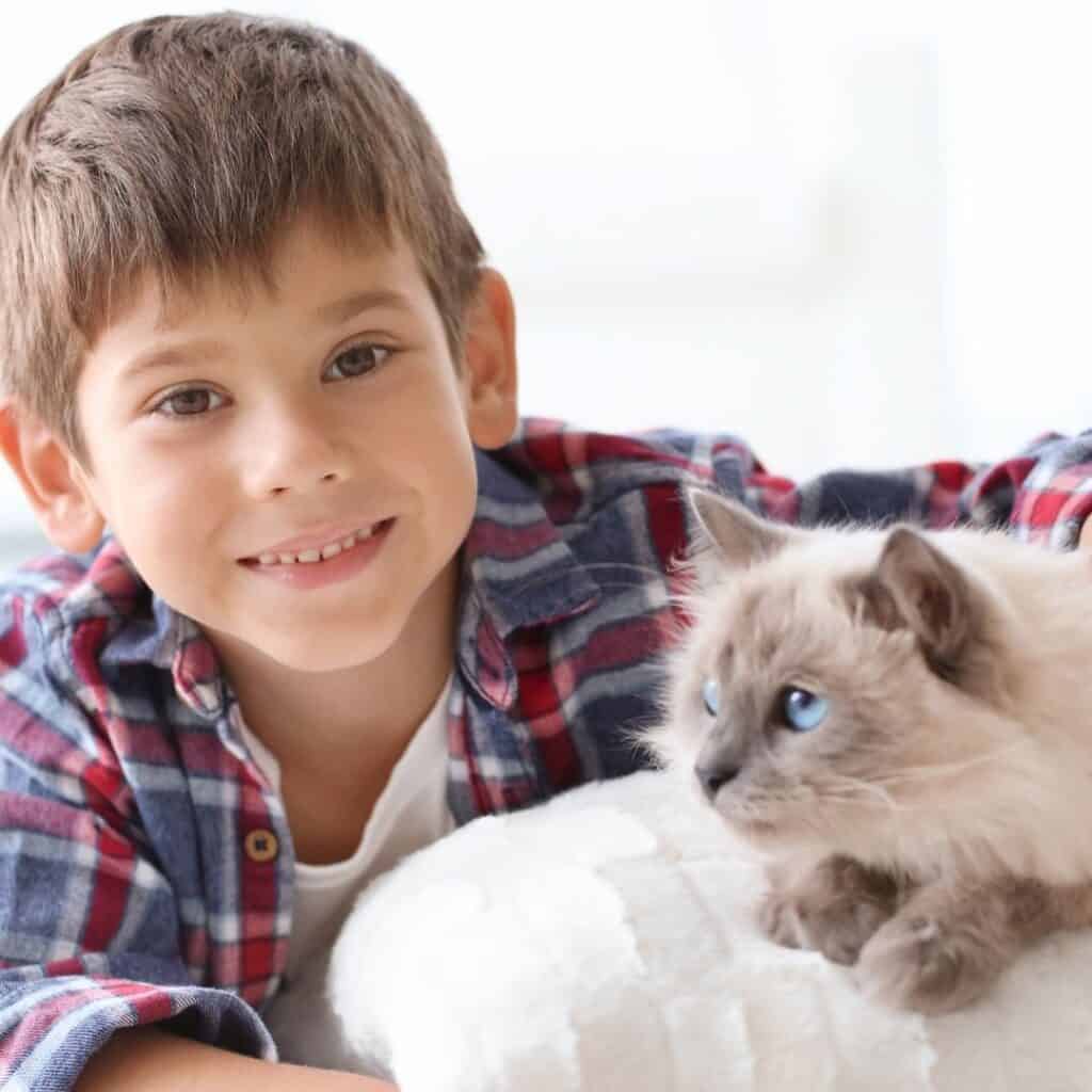 Secrets of Ragdoll Cats: Sweet, Loving, and Social 4 Ragdoll cat and a young boy in a plaid shirt