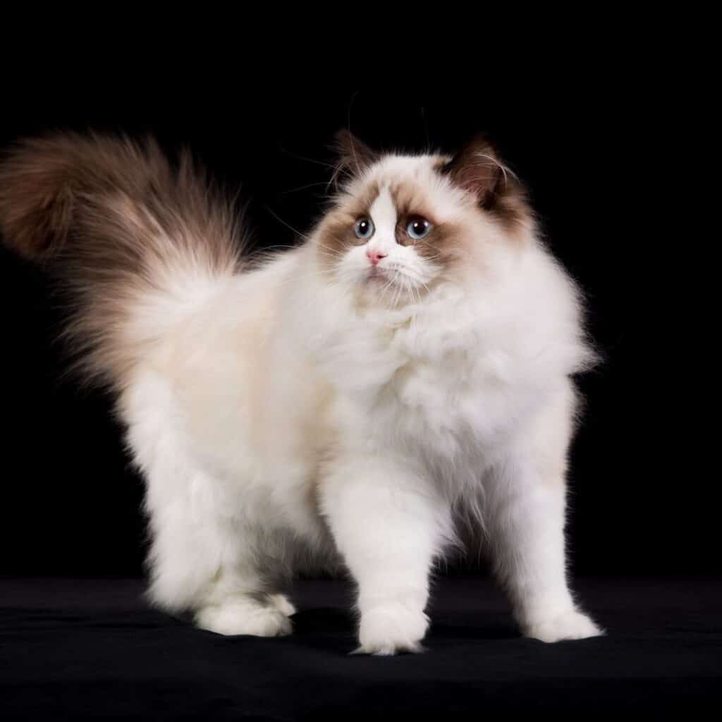 Secrets of Ragdoll Cats: Sweet, Loving, and Social 3 Ragdoll cat standing up