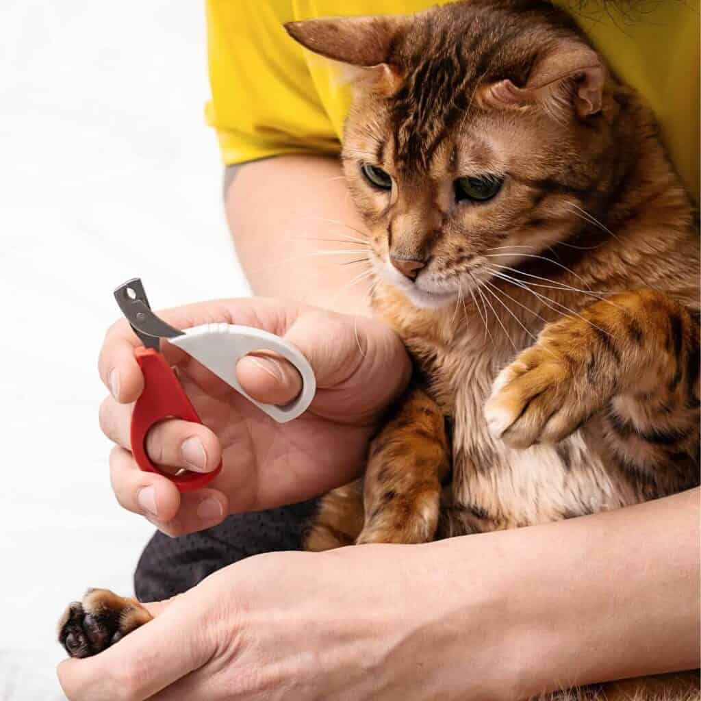 grooming a bengal cat. Clipping nails.