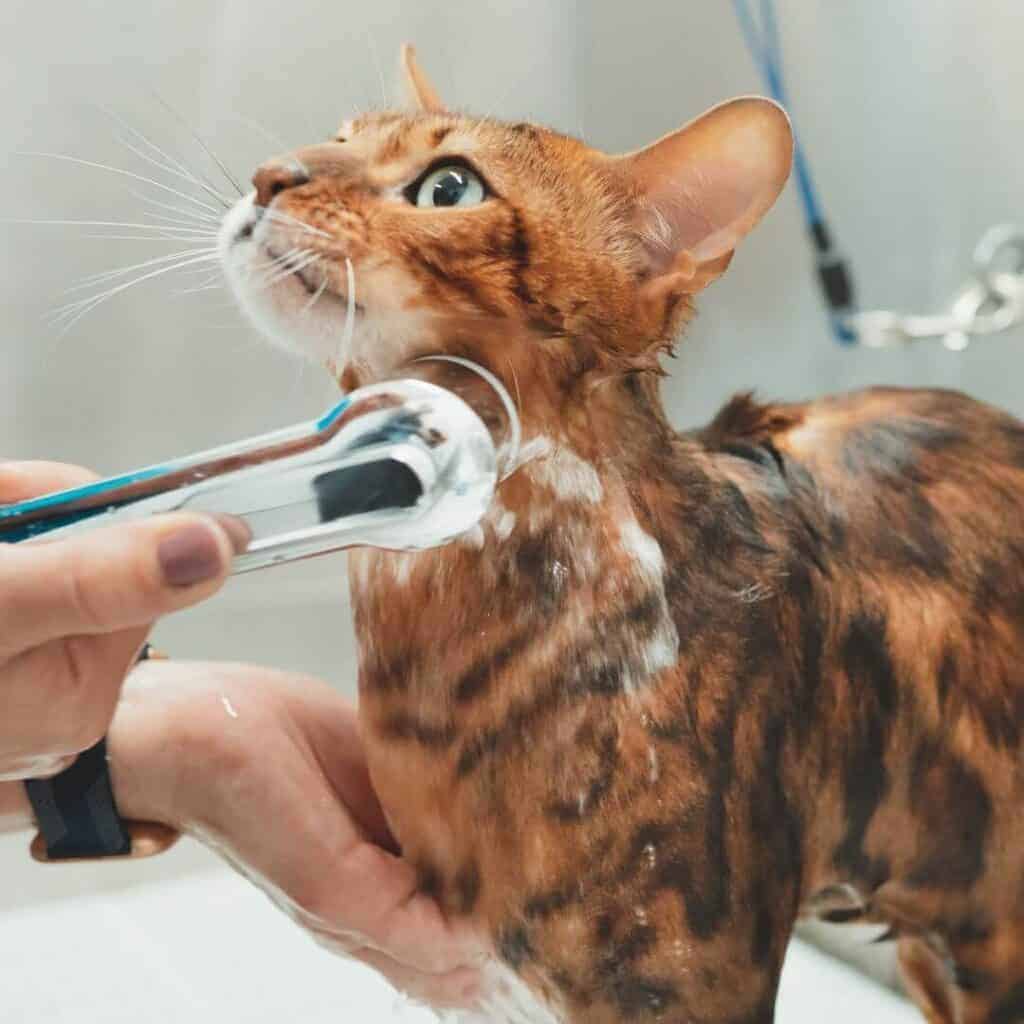 bathing a bengal cat