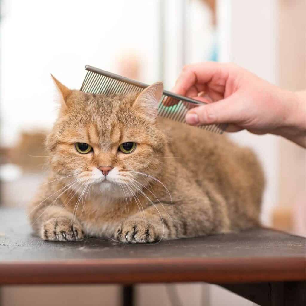 grooming a golden british shorthair cat