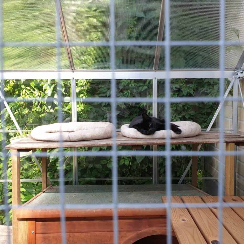 Summer Safety in Your Catio: Dos and Don'ts 2