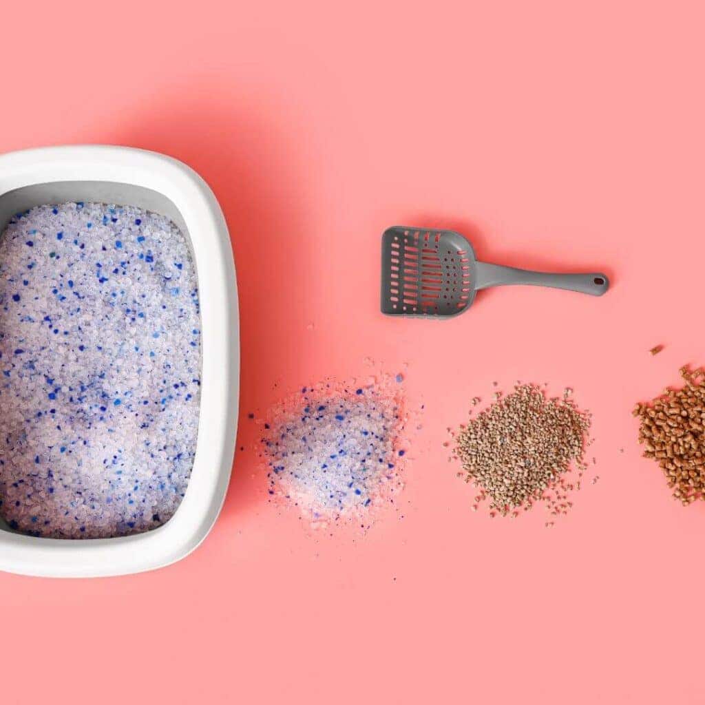 Best Cat Litter: Choose Right for Your Feline Friend in 2024 2