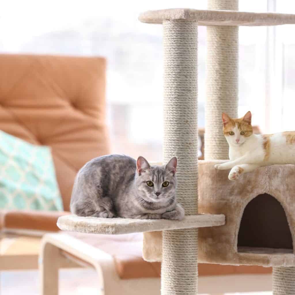 two cats on a cat tree in their calm room for July 4th