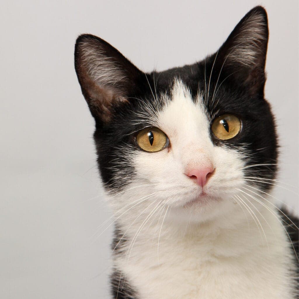 The Delightful Domestic Shorthair Cat: Traits, Size, Temperament 3 Close-up of a sleek black and white domestic shorthair cat with piercing yellow eyes and alert ears.