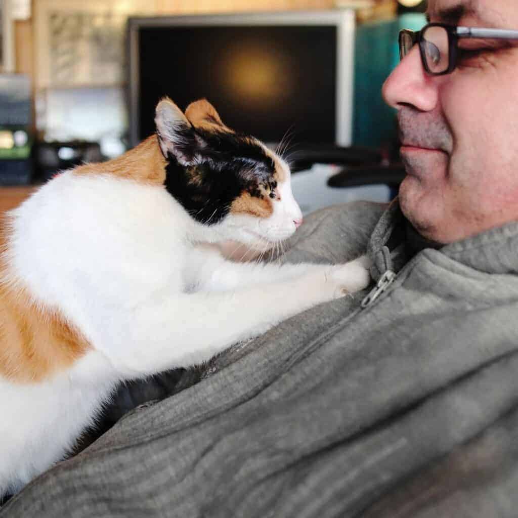 How Cats Show Affection: Signs Your Cat Loves You 2 calico cat kneading "making biscuits" on man's chest. Kneading is one of the ways cats show affection to humans