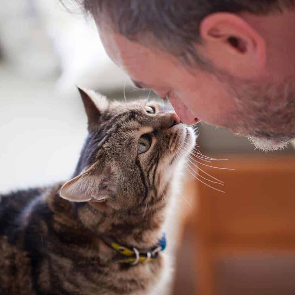 The Delightful Domestic Shorthair Cat: Traits, Size, Temperament 2 Brown tabby domestic shorthair cat kissing a man