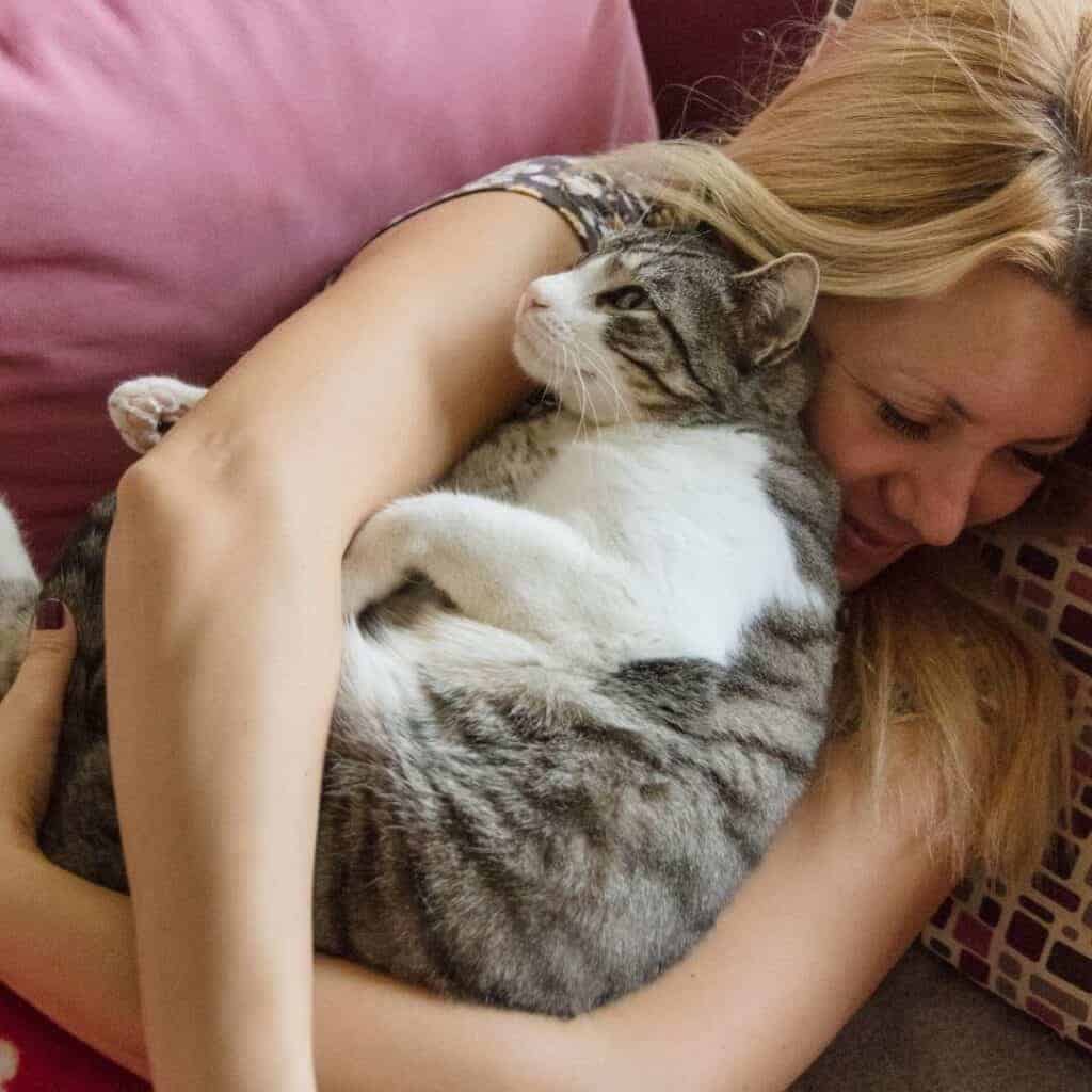 How Cats Show Affection: Signs Your Cat Loves You 3 tabby and white cat curled up in her human's arms. How cats show affection include sleeping with you.