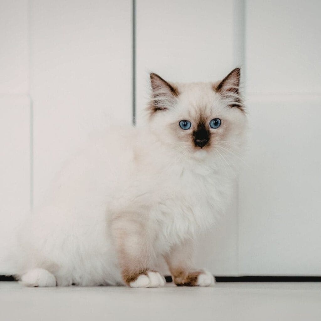Meet the Beautiful Birman Cat: From Temple Legend to Show Ring 3 young birman cat in front of a door. The Birman is a blue-eyed pointed breed with perfect "gloves and laces" (white feet)