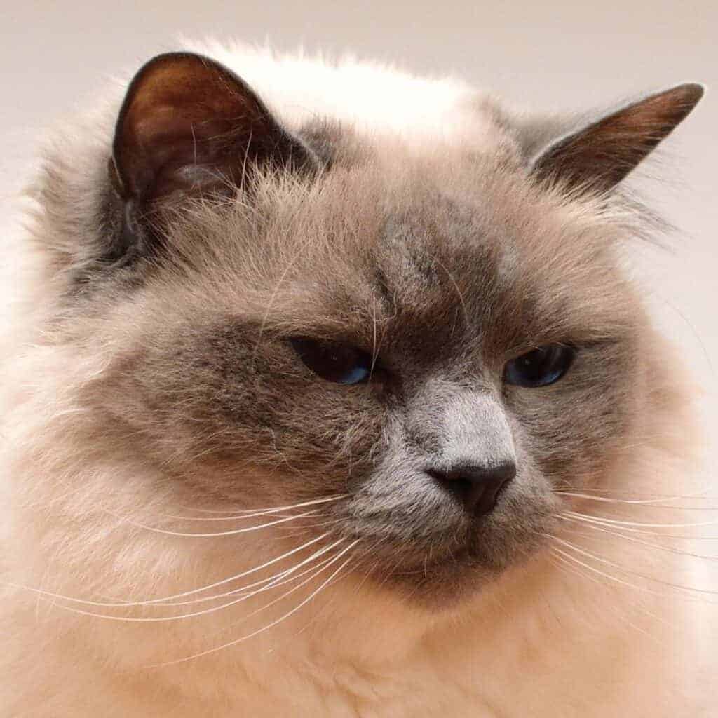 Meet the Beautiful Birman Cat: From Temple Legend to Show Ring 4 Close up of a birman cat face