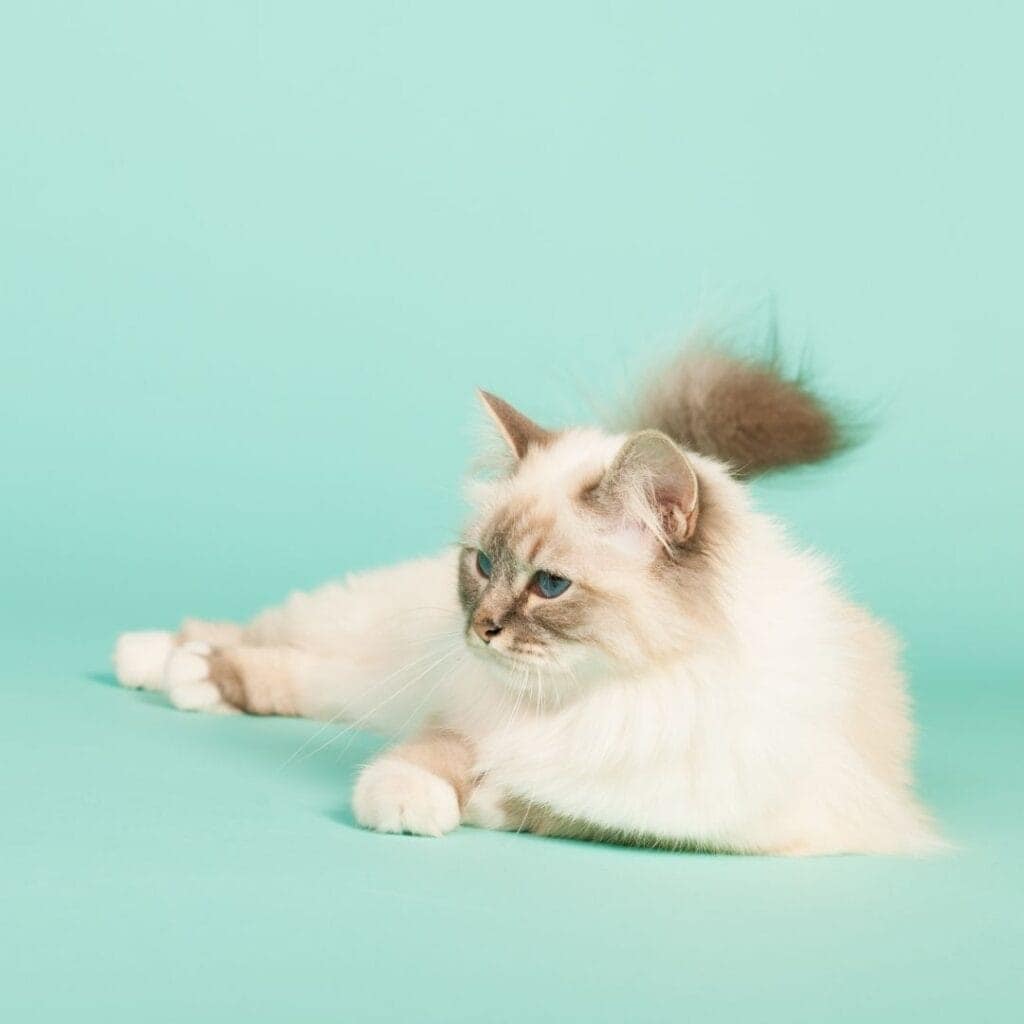 Meet the Beautiful Birman Cat: From Temple Legend to Show Ring 2 a Birman cat on a teal background showing off her gloves and laces
