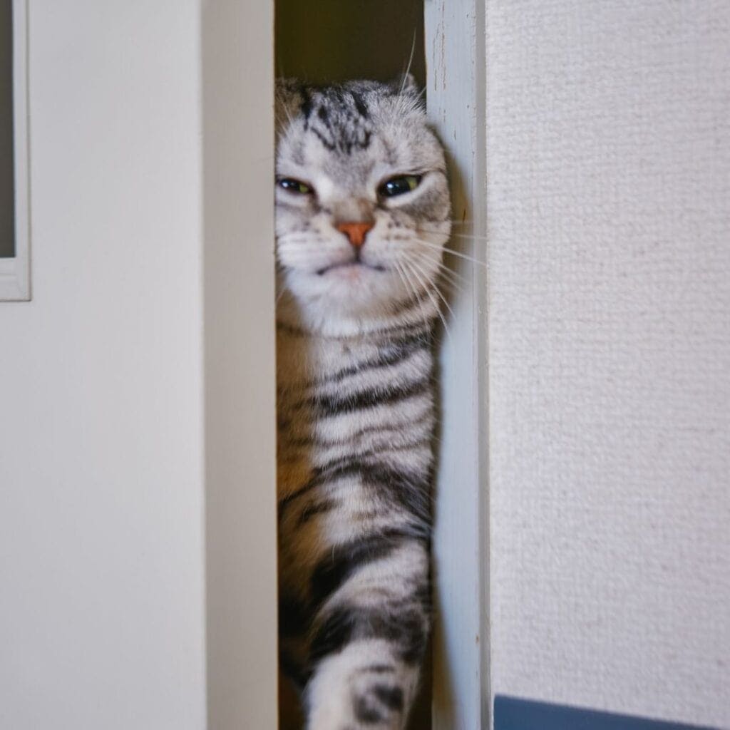 Silver tabby shorthair cat squeezing through a door to get outside