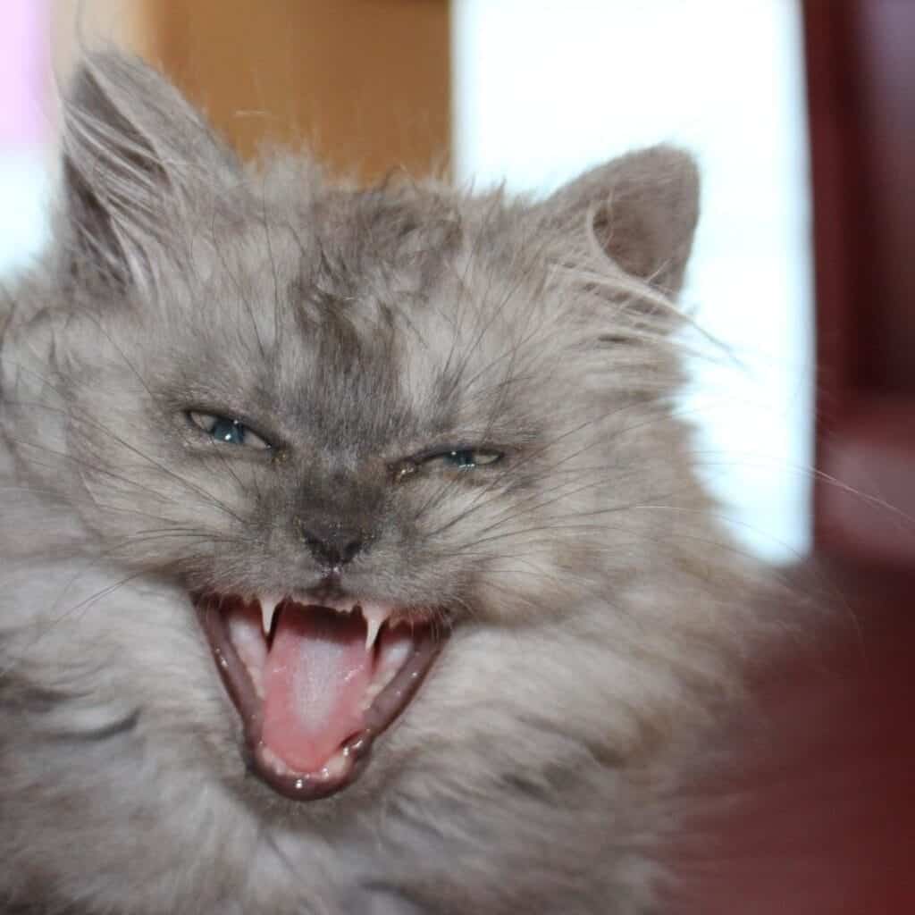 Common Cat Dental Disease: Signs, Causes, Treatment, and Prevention 3 fluffy smokey long haired cat showing all her teeth