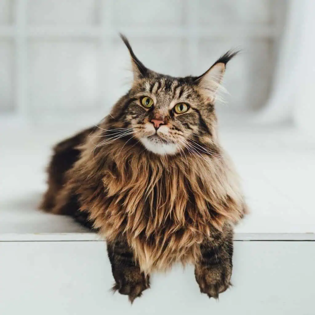 Brown tabby Maine Coon is only similar to a Ragdoll in their size and the long fur