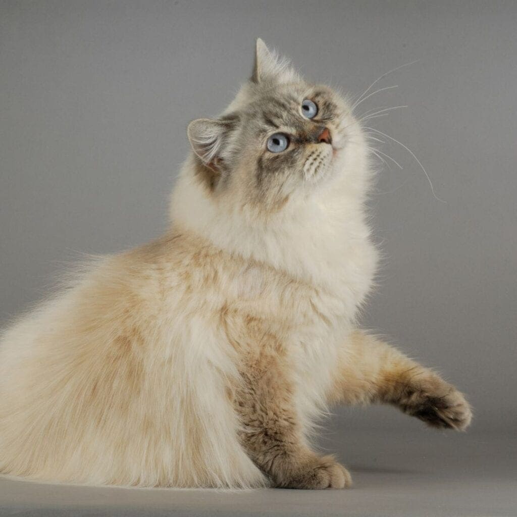 not all Siberian cats are pointed, but the neva masquerade versions are