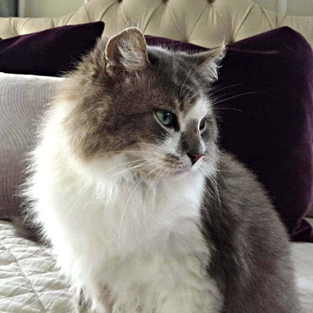green eyed ragamuffin cat