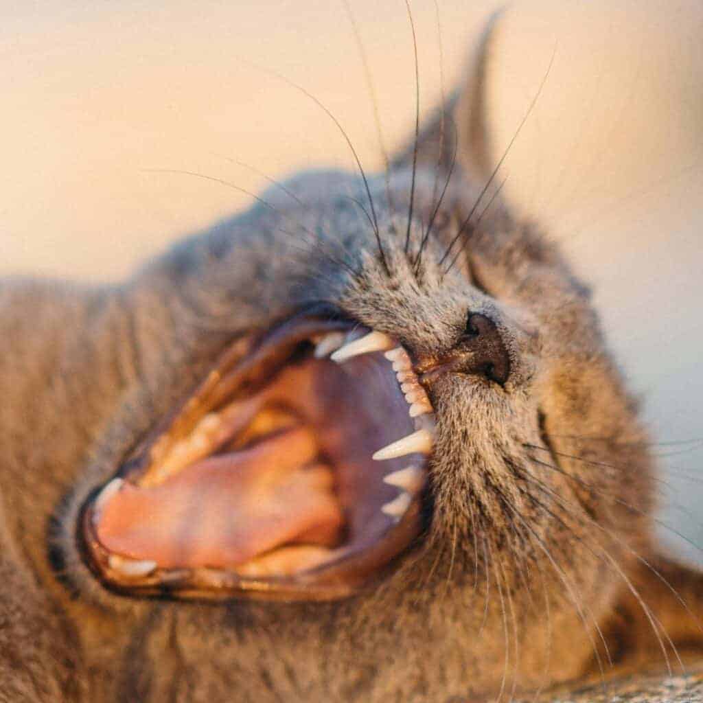 Common Cat Dental Disease: Signs, Causes, Treatment, and Prevention 2 Russian Blue cat with a wide open mouth showing how nice and clean her teeth are showing no sign of any common cat dental disease