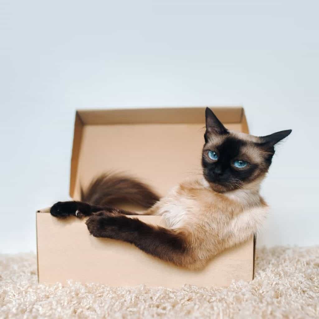 All Siamese cats are pointed but not all pointed cats are Siamese like this seal point Siamese sitting in a box.