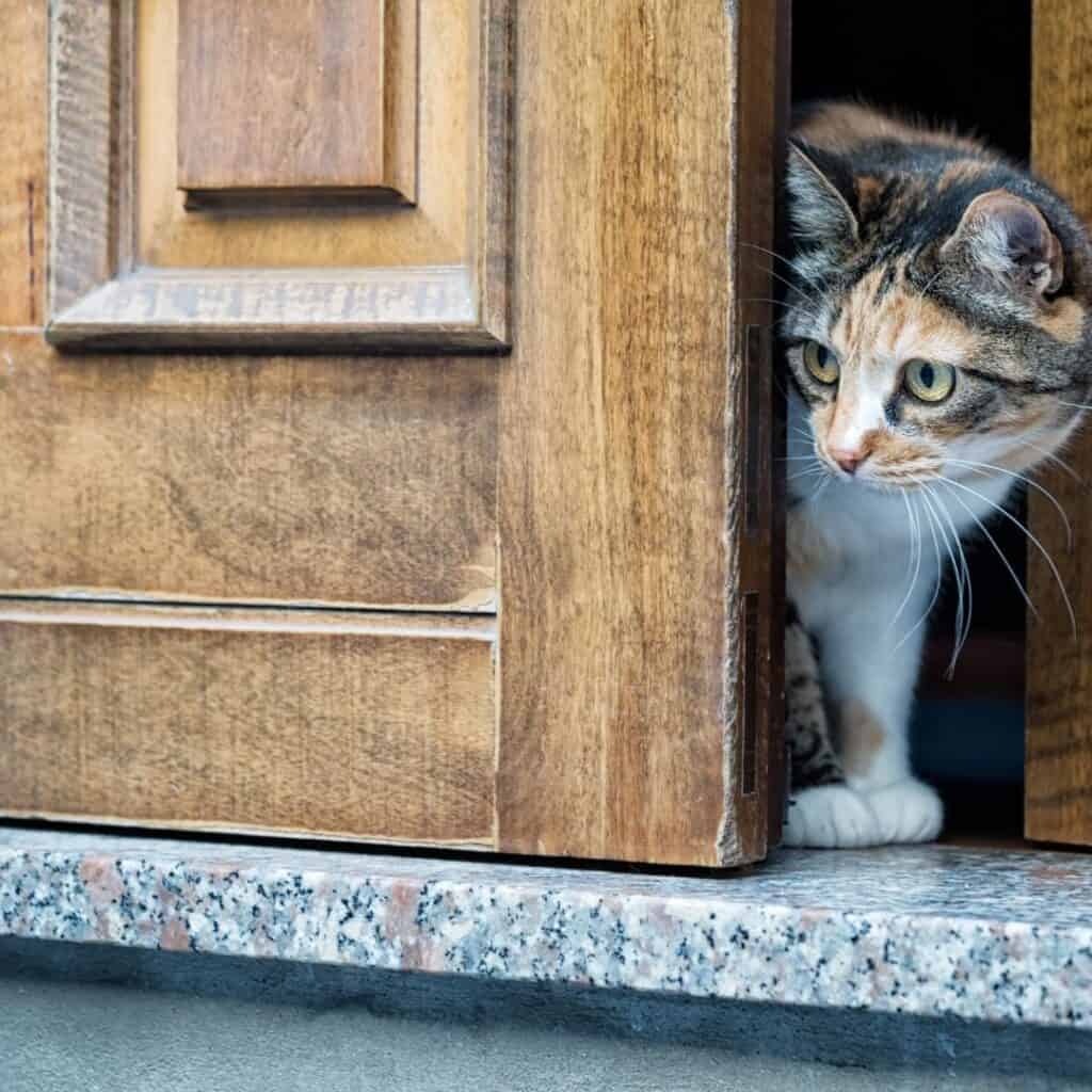 Torbie cat dashing out the door. 