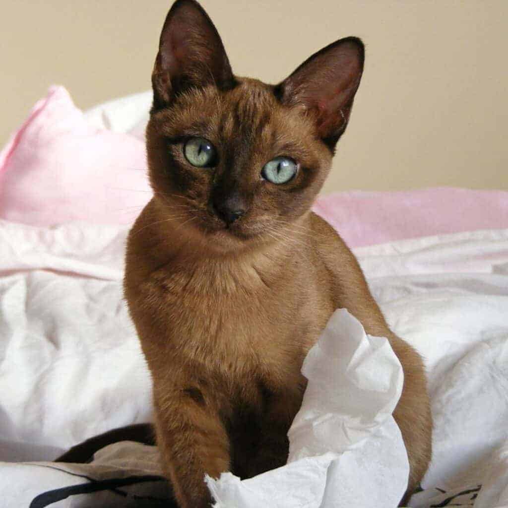 natural solid tonkinese cat on pink and white bedding
