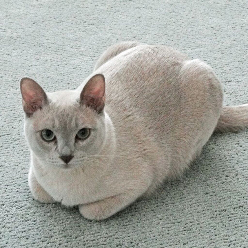 platinum tonkinese cat on grey carpeting