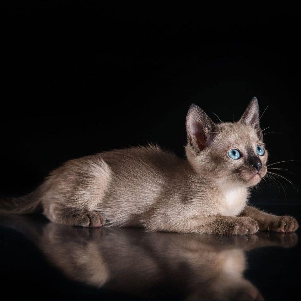 natural tonkinese kitten on a black background