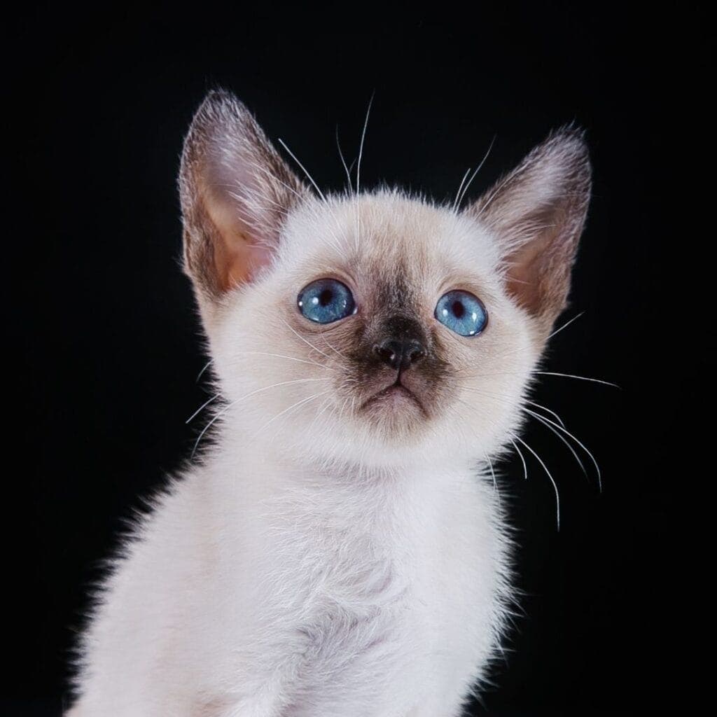 champagne tonkinese kitten on black background