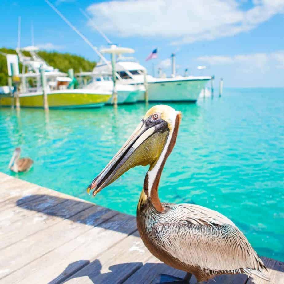 Pelican on a Key West Dock | shepackslite.com