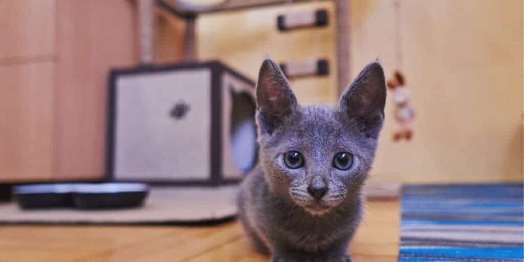 CatFriendly Apartments Tips to Make Your Home a Feline Haven