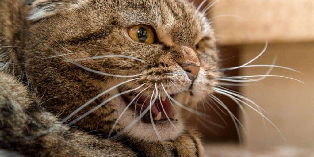 How to fix a best sale cat