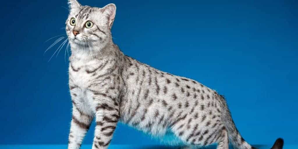 Silver spotted Egyptian Mau cat on a blue background