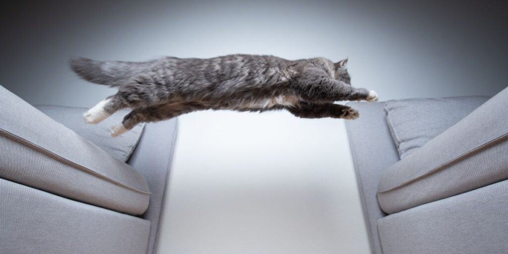 Cat agility store course near me